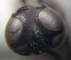 Trypoxylon fronticorne