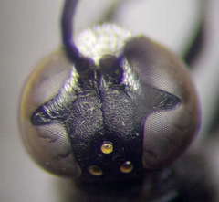 Trypoxylon fronticorne