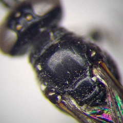 Trypoxylon fronticorne