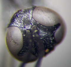 Trypoxylon fronticorne