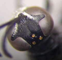 Trypoxylon fronticorne