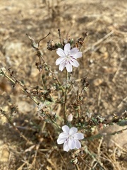 Stephanomeria diegensis