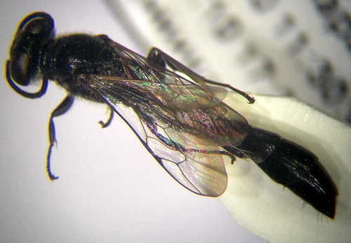 Trypoxylon scutatum