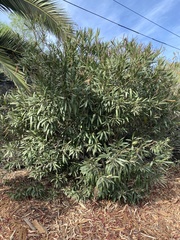 Nerium oleander