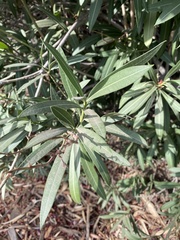 Nerium oleander