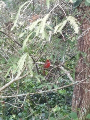 Cardinalis cardinalis image