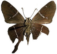 Aguna glaphyrus