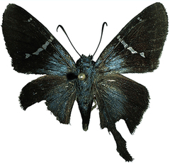 Aguna glaphyrus