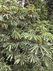 Cecropia sciadophylla