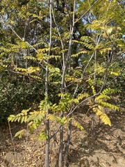 Ailanthus altissima