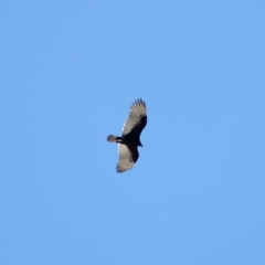 Cathartes aura