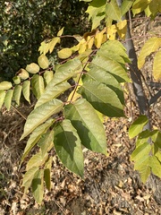 Ailanthus altissima