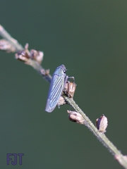 Chlorogonalia losoplanensis