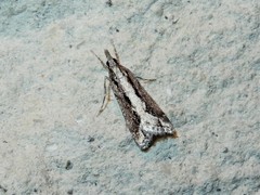 Eudonia steropaea
