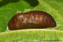 Mahathala ameria