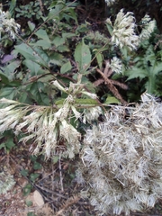 Eupatorium chinense