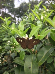 Seseria formosana