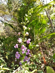 Angelonia