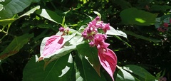 Pogonopus