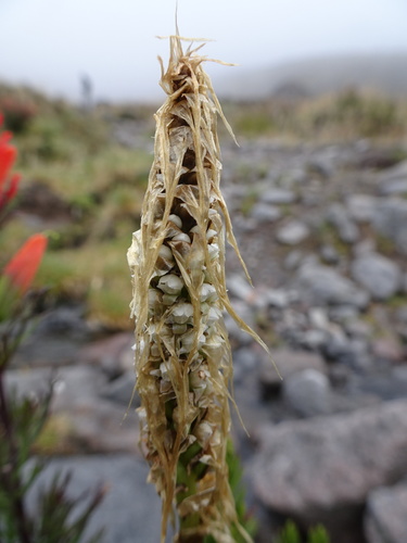 Paper Orchid (Aa colombiana)