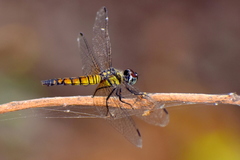 Brachydiplax