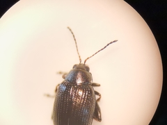 Chaetocnema concinna