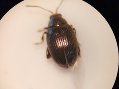 Chaetocnema concinna