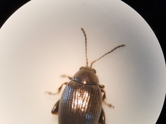 Chaetocnema concinna