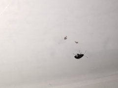 Chaetocnema concinna