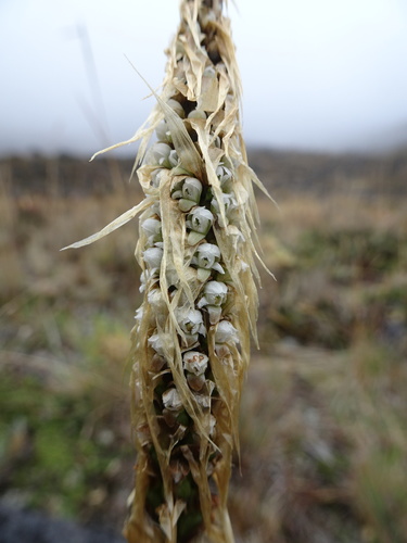 Image of Aa colombiana by (c) Fabien Anthelme, some rights reserved (CC BY-SA)