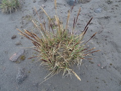 Agrostis foliata