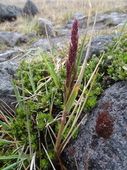 Agrostis foliata