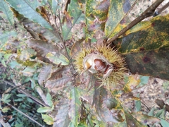 Castanea seguinii