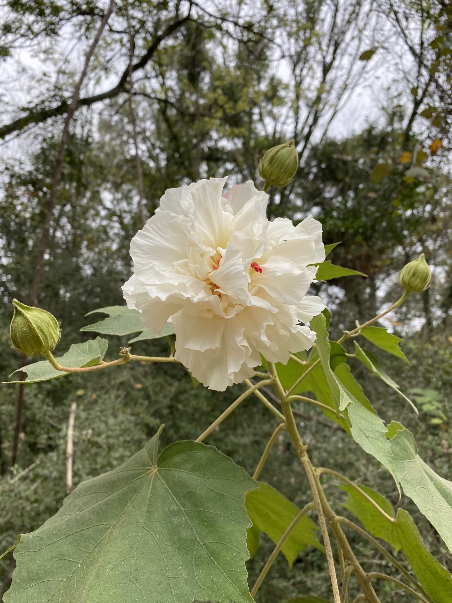 Changeable Rose-mallow (Hibiscus mutabilis) · iNaturalist