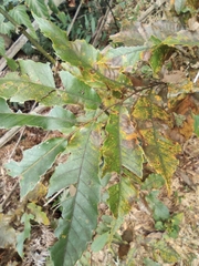 Castanea seguinii