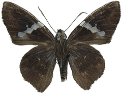 Astraptes enotrus