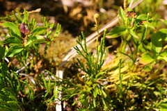 Diphasiastrum complanatum