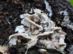 Steccherinum bourdotii