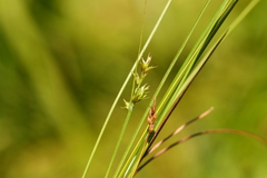 Carex laeviculmis