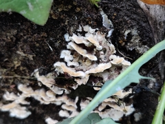 Steccherinum bourdotii