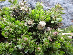 Baccharis caespitosa