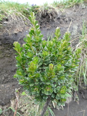 Baccharis tricuneata