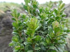 Baccharis tricuneata