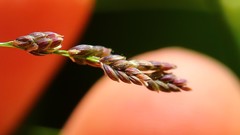 Glyceria elata
