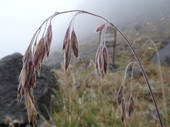 Bromus lanatus