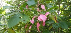 Pogonopus