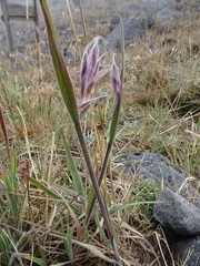 Bromus lanatus