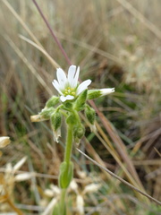 Cerastium trianae