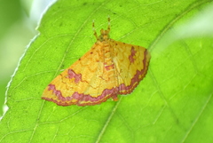 Isocentris filalis
