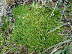 Colobanthus quitensis